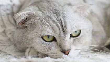 刘越评全运会断腿事件:“踢不到球还不会踢人吗?”中国足球不冤